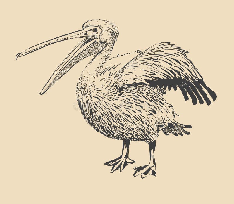 Oryginalny atramentu rysunek pelikan z otwartym belfrem