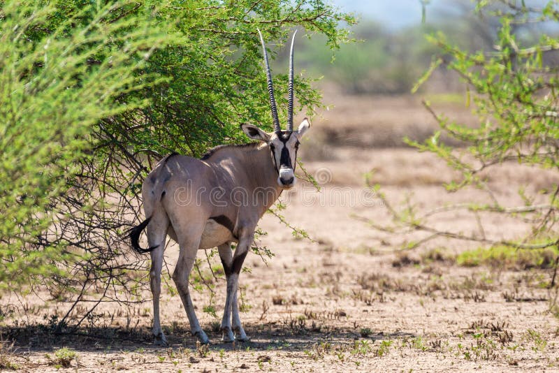 Oryx de Ãfrica Oriental, Awash EtiopÃ­a