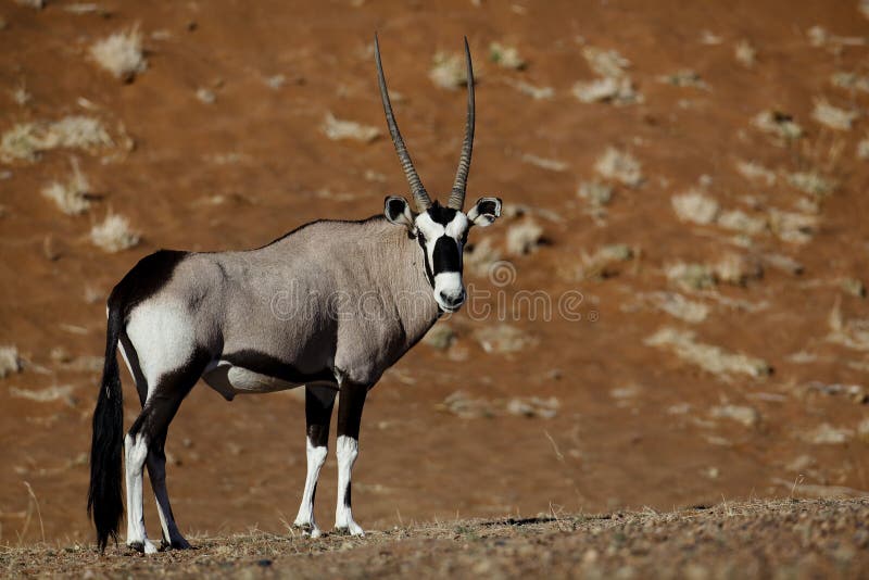 Oryx do Gemsbok, dunas do deserto de Namib imagens de stock Oryx do Gemsbok, dunas do deserto de Namib imagens de stock