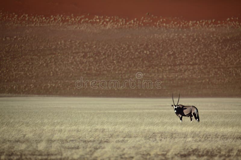 Oryx do Gemsbok no deserto vermelho de Sossusvlei foto de stock Oryx do Gemsbok no deserto vermelho de Sossusvlei foto de stock
