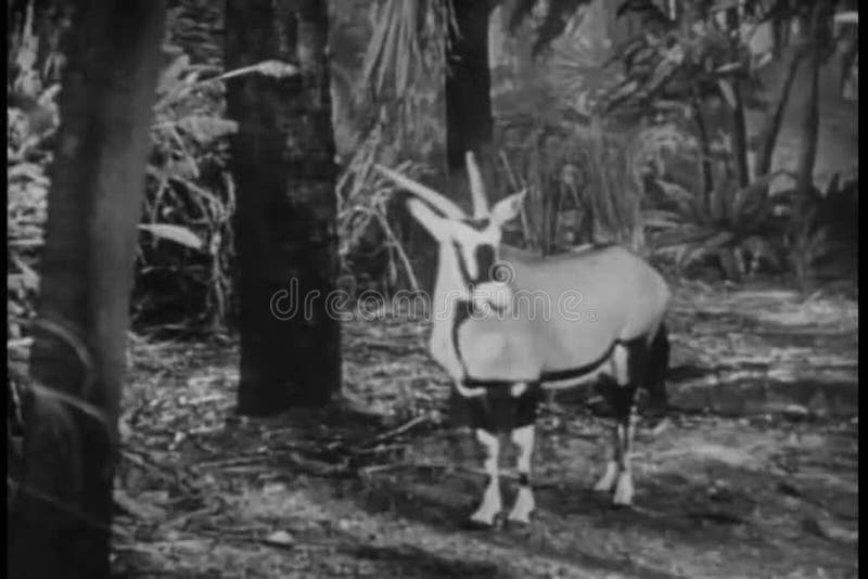 Oryx e tamanduá da montagem na selva