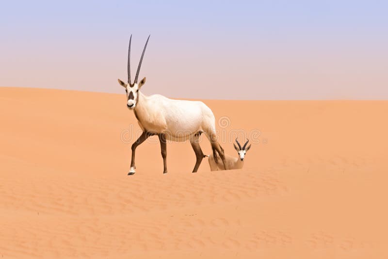 Oryx family in the dunes of the Dubai Desert Conservation Reserve, UAE