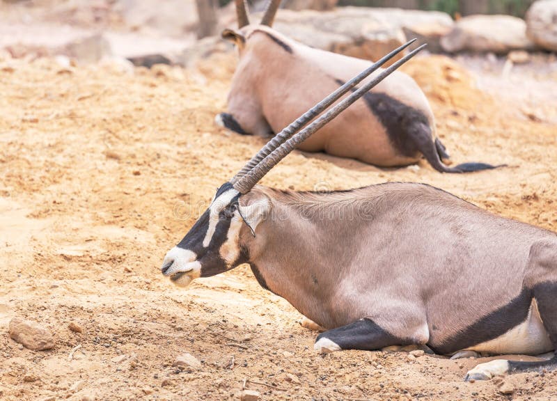 Oryx gazella antylopy Gemsbok zdjęcia stock Oryx gazella antylopy Gemsbok zdjęcia stock