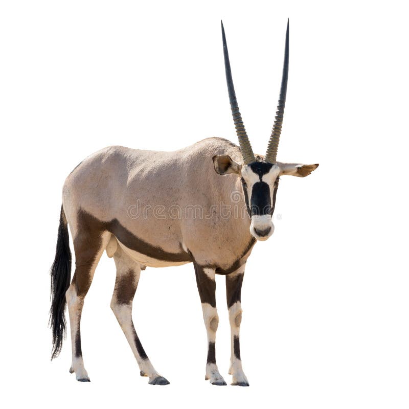 Oryx Gazella (Gemsbok) looking into cam isolated on white background. Body cam stock images, royalty-free photos and pictures