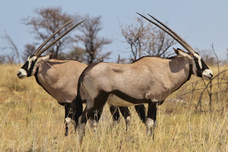 Oryx - Gemsbok Wildlife Background from Africa - Two sides to everything