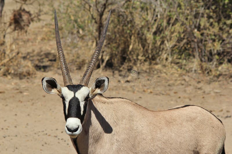 Oryx / Gemsbuck - Wildlife from Africa - The Stare