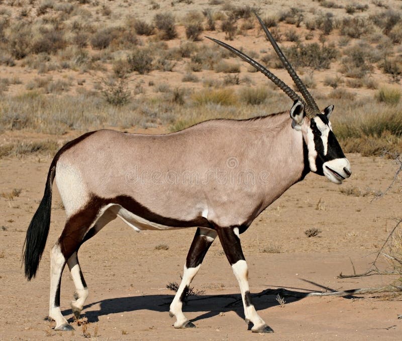 Side view of oryx antelope in kalahari desert in south africa. Side view of oryx antelope in kalahari desert in south africa