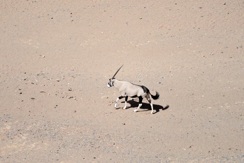 Bild eines Oryx in Namibia