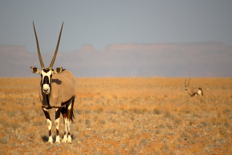 Oryx near Sossusvlei, Namibia stock images
