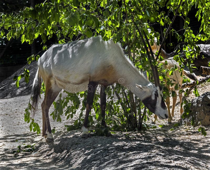 Oryx ?rabe fotos de stock Oryx ?rabe fotos de stock