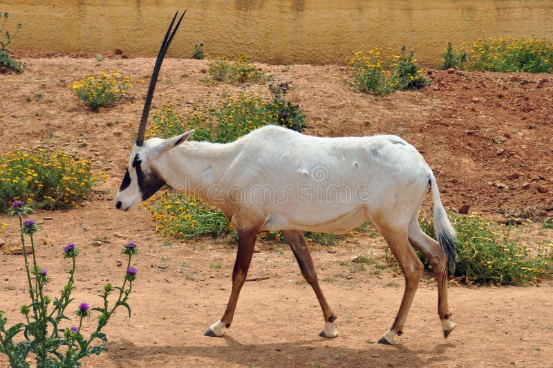 Oryx árabe fotos de stock Oryx árabe fotos de stock