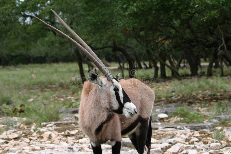 Oryx árabe foto de archivo libre de regalías Oryx árabe foto de archivo libre de regalías