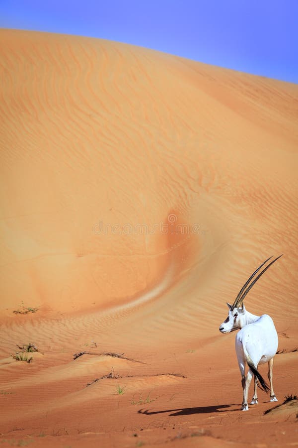 Oryx árabe imagens de stock Oryx árabe imagens de stock