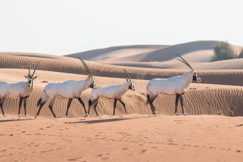 Oryx árabe en el desierto después de la salida del sol Dubai, United Arab Emirates foto de archivo libre de regalías Oryx árabe en el desierto después de la salida del sol Dubai, United Arab Emirates foto de archivo libre de regalías