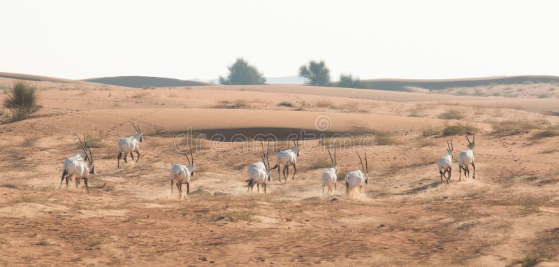 Oryx árabe en el desierto después de la salida del sol Dubai, United Arab Emirates imágenes de archivo libres de regalías Oryx árabe en el desierto después de la salida del sol Dubai, United Arab Emirates imágenes de archivo libres de regalías