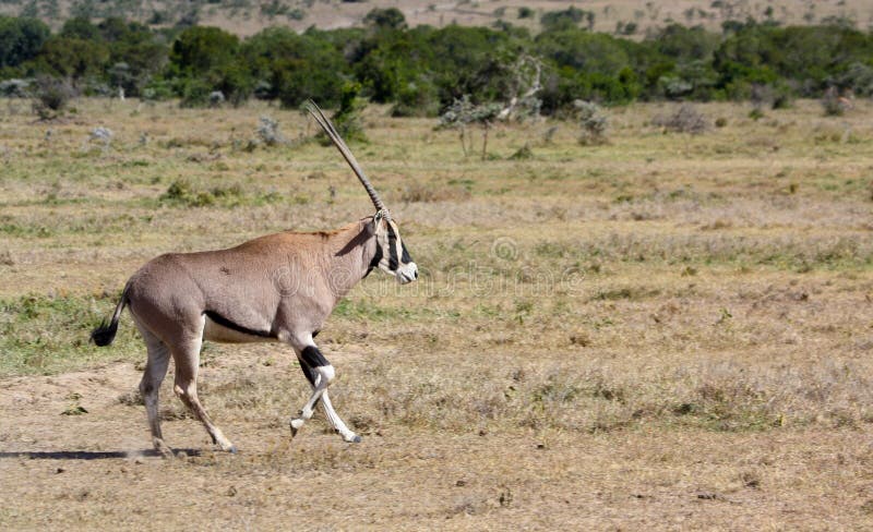 Oryx πέρα από μια πεδιάδα στοκ εικόνες με δικαίωμα ελεύθερης χρήσης Oryx πέρα από μια πεδιάδα στοκ εικόνες με δικαίωμα ελεύθερης χρήσης