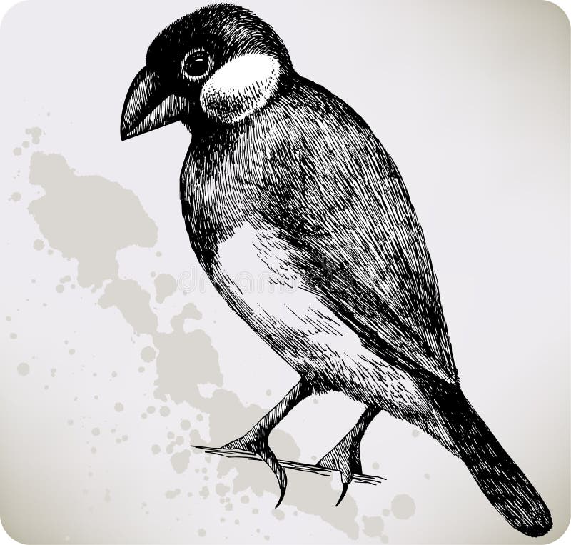 Oryzivora del Padda dell'uccello, mano-illustrazione.