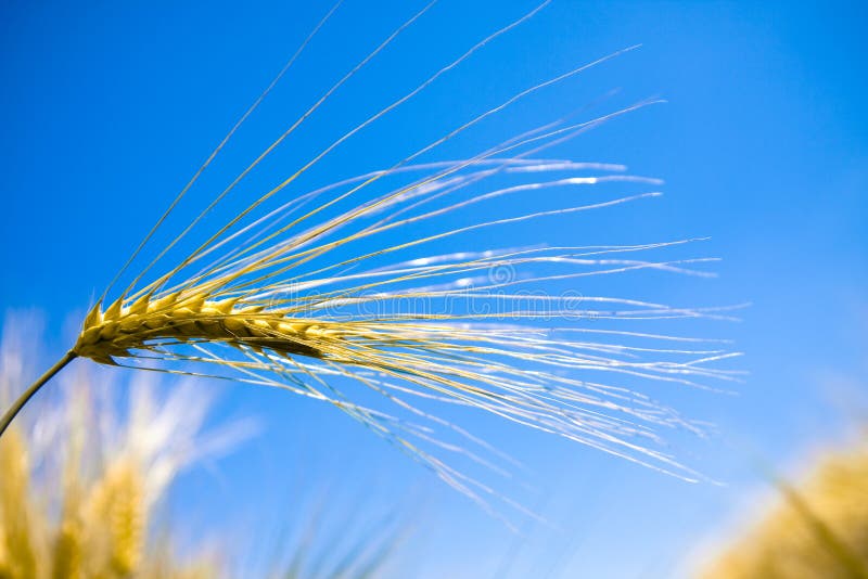 Orzo fotografia stock. Immagine di idilliaco, orzo, campo 14948026