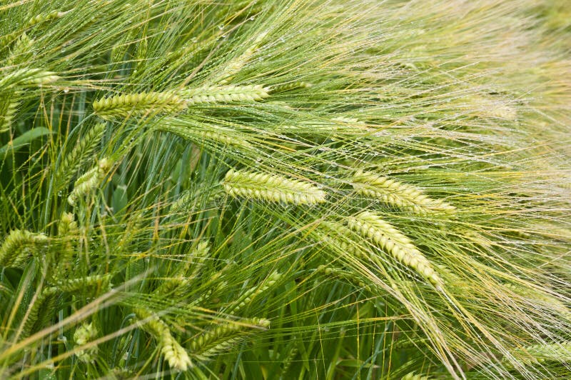 Orzo fotografia stock. Immagine di idilliaco, orzo, campo 14948026