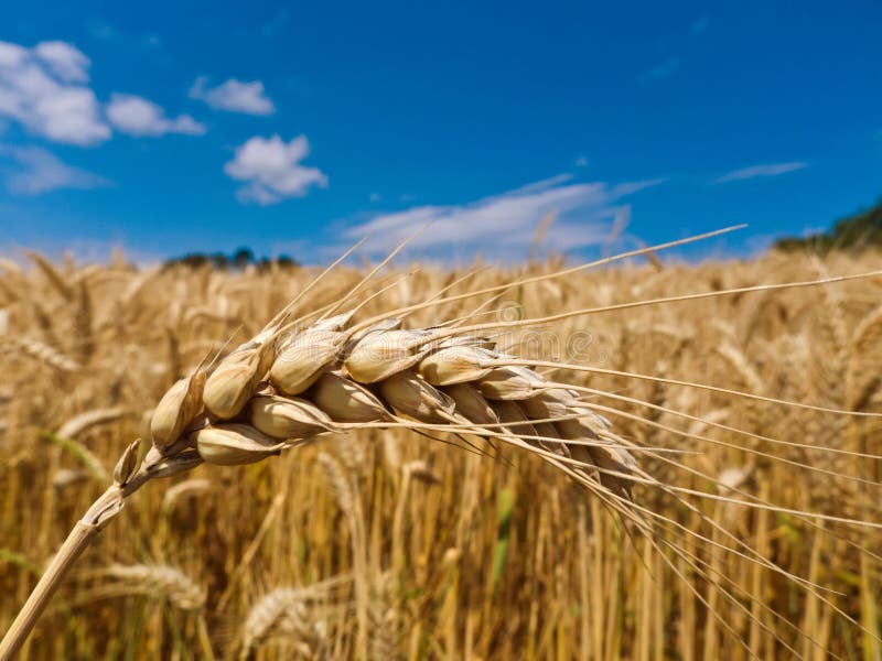 Campo Dell'orzo In Dorset, Regno Unito Con Cielo Blu E Le Nuvole