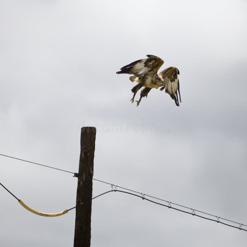 An eagle landing on the pole in summer of west China. An eagle landing on the pole in summer of west China