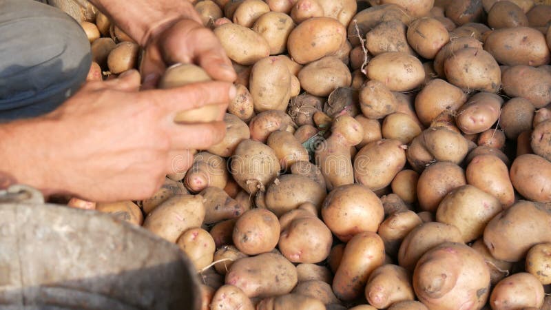 Os agricultores que dão as mãos para arrumar uma boa e seletiva batata grande num hangar e colocá-la num velho balde de ferro. bat