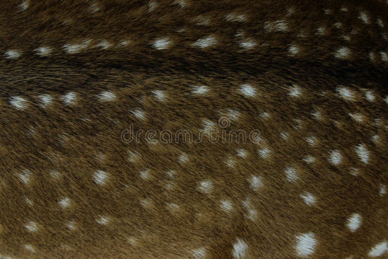 Os animais selvagens, animais, Textures o conceito Tiro colhido da pele de Brown Fim da pele de Brown acima Textura da pele fotografia de stock Os animais selvagens, animais, Textures o conceito Tiro colhido da pele de Brown Fim da pele de Brown acima Textura da pele fotografia de stock