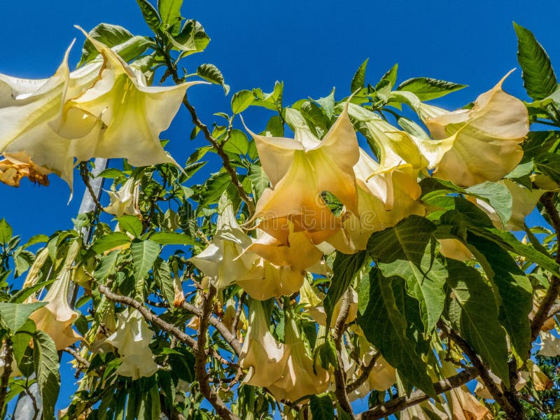 Os anjos amarelos tocam trombeta suaveolens do Brugmansia das flores na árvore Fundo do c?u azul fotos de stock Os anjos amarelos tocam trombeta suaveolens do Brugmansia das flores na árvore Fundo do c?u azul fotos de stock