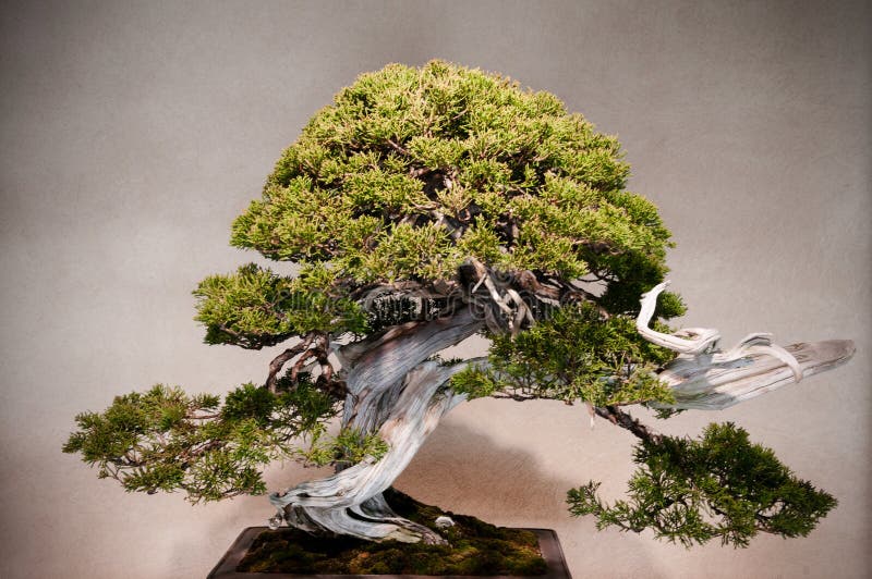 Os bonsais do zimbro no museu dos bonsais de Omiya jardinam, Saitama, Japão
