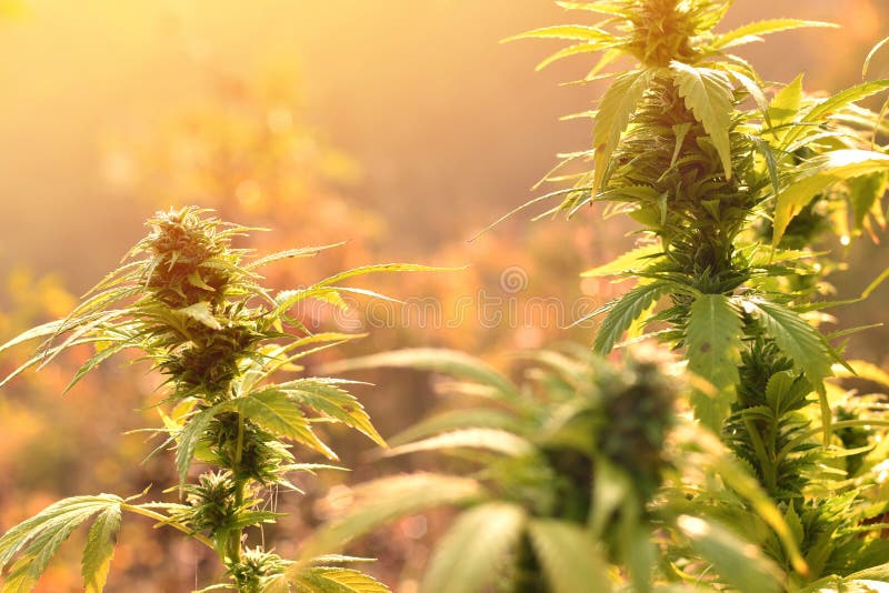Os cannabis plantam o crescimento fora, iluminado pela luz morna da manhã fotos de stock royalty free Os cannabis plantam o crescimento fora, iluminado pela luz morna da manhã fotos de stock royalty free