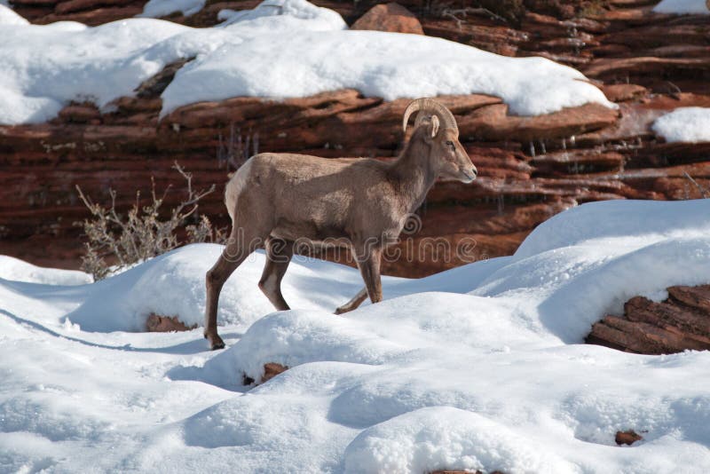 Os carneiros de Bighorn forçam o canadensis de passeio do ovis no dia de inverno ensolarado em Zion National Park em Utá EUA fotos de stock Os carneiros de Bighorn forçam o canadensis de passeio do ovis no dia de inverno ensolarado em Zion National Park em Utá EUA fotos de stock