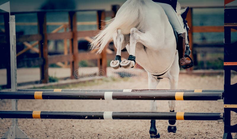 Os Cascos De Pá De Um Cavalo Sobre Um Obstáculo. O Cavalo Supera