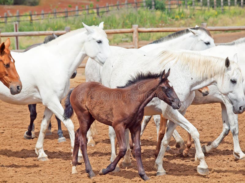 Jogo do cavalo foto de stock. Imagem de areia, cavalo - 40926784