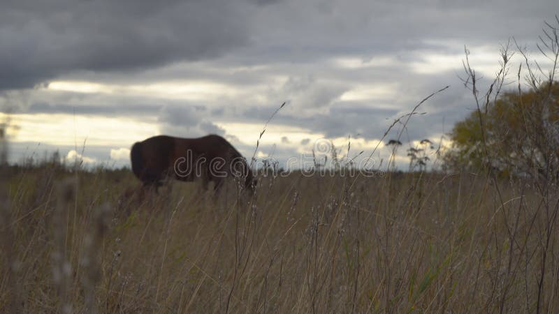 Os cavalos no prado do outono