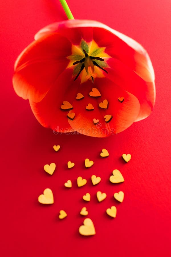 Os corações de madeira pequenos voam fora de uma tulipa vermelha contra um fundo vermelho Dia Vbanneralentine Conceito do amor Pr foto de stock Os corações de madeira pequenos voam fora de uma tulipa vermelha contra um fundo vermelho Dia Vbanneralentine Conceito do amor Pr foto de stock