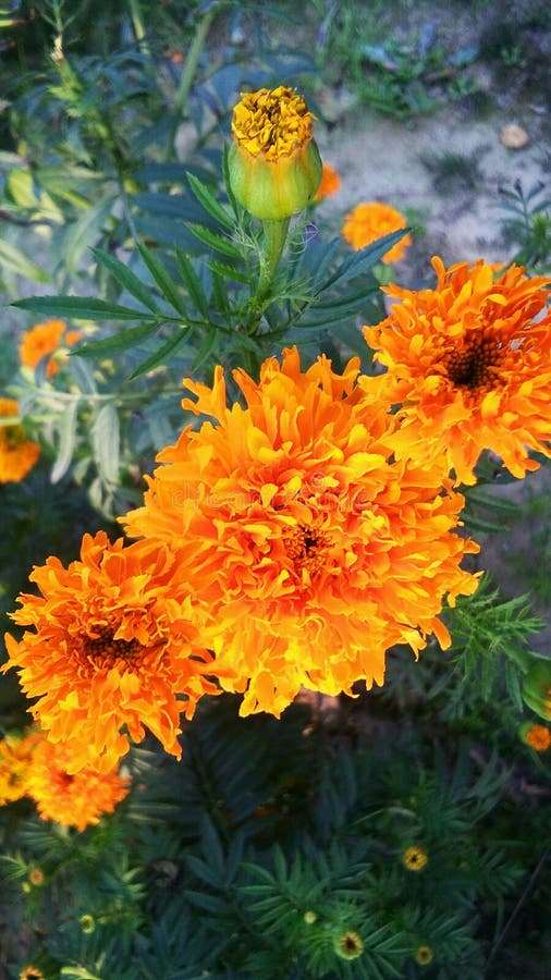 Os Cravos-de-defunto Da Flor Ou Do Tagetes Do Cravo-de-defunto Ou Os  Officinalis Do Calendula Ou O Caltha Ou O Ganda Ou Os Gols F Foto de Stock  - Imagem de cultivo, flora: