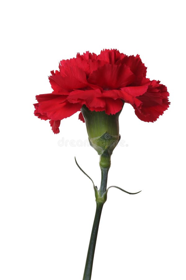 Os Cravos Vermelhos São As Flores Da Vitória. Foto de Stock - Imagem de  alegria, folha: 8230842