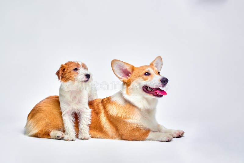 Os cães jogam no estúdio em um fundo branco olham a parte superior de Jack Russell Terrier e do Corgi de Galês imagens de stock Os cães jogam no estúdio em um fundo branco olham a parte superior de Jack Russell Terrier e do Corgi de Galês imagens de stock