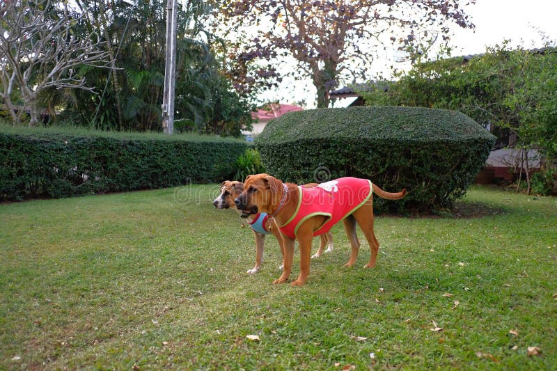 Os cães no jardim imagens de stock royalty free Os cães no jardim imagens de stock royalty free