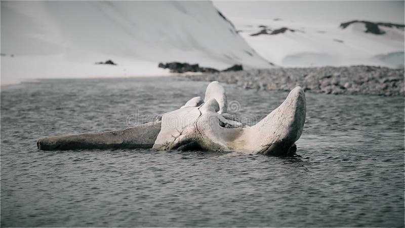 Os d'un squelette de baleine banque de vidéos