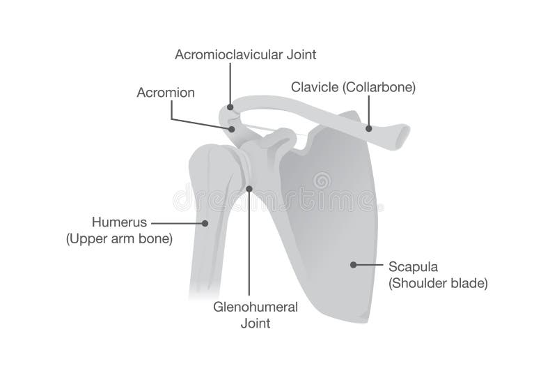 Os et articulations de l'anatomie d'épaule illustration stock Os et articulations de l'anatomie d'épaule illustration stock