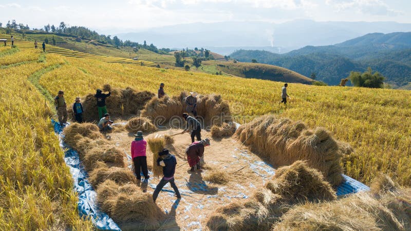 Os fazendeiros colhem a exploração agrícola do arroz com maneira tradicional foto de stock Os fazendeiros colhem a exploração agrícola do arroz com maneira tradicional foto de stock