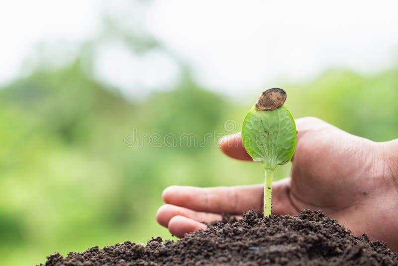 Os fazendeiros tomam as mãos para proteger e importar-se com plântulas As plântulas estão crescendo do solo abundante Conceito do fotos de stock Os fazendeiros tomam as mãos para proteger e importar-se com plântulas As plântulas estão crescendo do solo abundante Conceito do fotos de stock