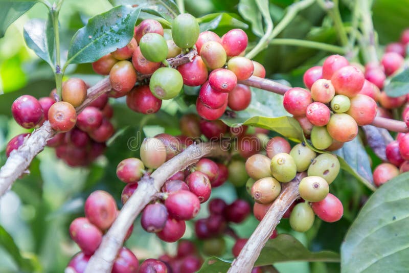 Os feijões de café no ramo na plantação de café cultivam Café da goma-arábica Feijões de café prontos para escolher Feijões de ca fotografia de stock Os feijões de café no ramo na plantação de café cultivam Café da goma-arábica Feijões de café prontos para escolher Feijões de ca fotografia de stock