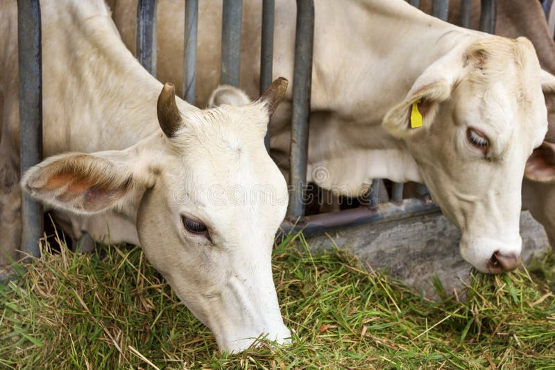Os gados bovinos acobardam rebanhos animais na exploração agrícola fotografia de stock Os gados bovinos acobardam rebanhos animais na exploração agrícola fotografia de stock