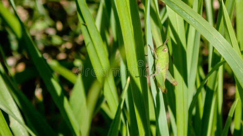Os gafanhotos verdes são insetos do suborder Caelifera dentro dos ortópteros da ordem, que inclui grilos e katydids imagem de stock Os gafanhotos verdes são insetos do suborder Caelifera dentro dos ortópteros da ordem, que inclui grilos e katydids imagem de stock