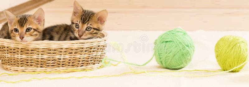 Os gatinhos estão sentando-se em uma cesta de vime, e ao lado de dois emaranhados imagem de stock Os gatinhos estão sentando-se em uma cesta de vime, e ao lado de dois emaranhados imagem de stock