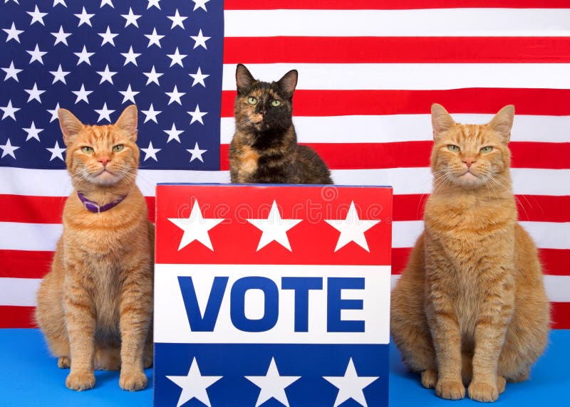 Os gatos patrióticos do dia de eleição no pódio com voto assinam foto de stock royalty free Os gatos patrióticos do dia de eleição no pódio com voto assinam foto de stock royalty free