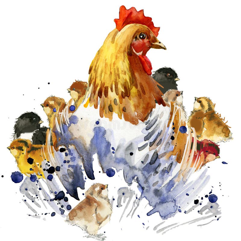 Os gráficos da galinha da galinha e do t-shirt das galinhas, ilustração da família da galinha com aquarela do respingo textured o ilustração royalty free Os gráficos da galinha da galinha e do t-shirt das galinhas, ilustração da família da galinha com aquarela do respingo textured o ilustração royalty free
