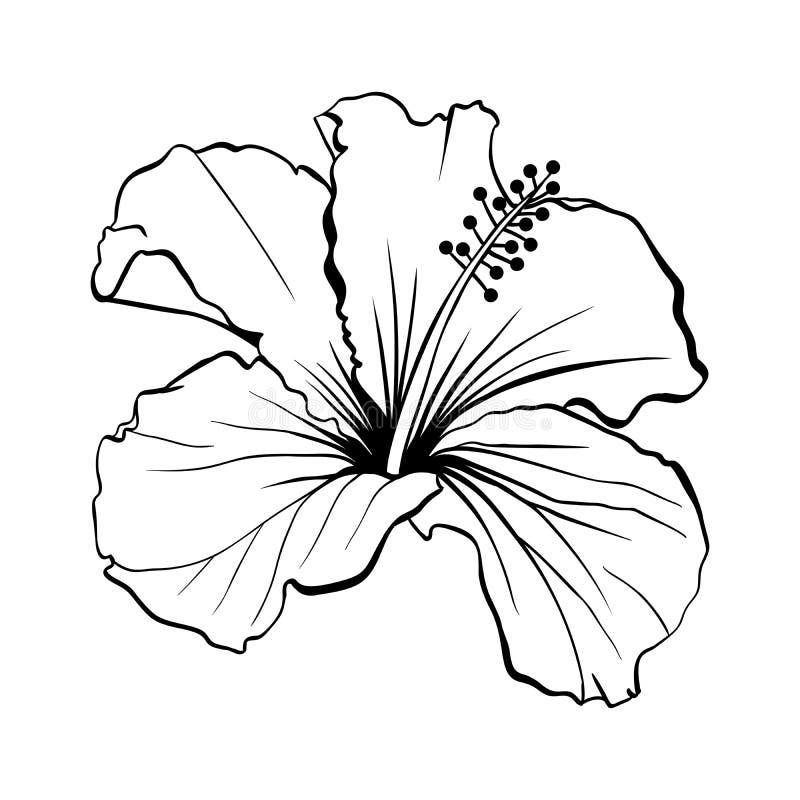 Os hibiscus havaianos esboçam o laser cortaram o vetor ilustração do vetor Os hibiscus havaianos esboçam o laser cortaram o vetor ilustração do vetor